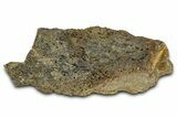 Dinosaur (Triceratops) Frill Shield Section - Montana #373873-1